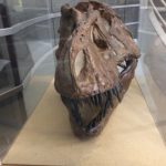T-Rex skull fossil at UC Berkeley