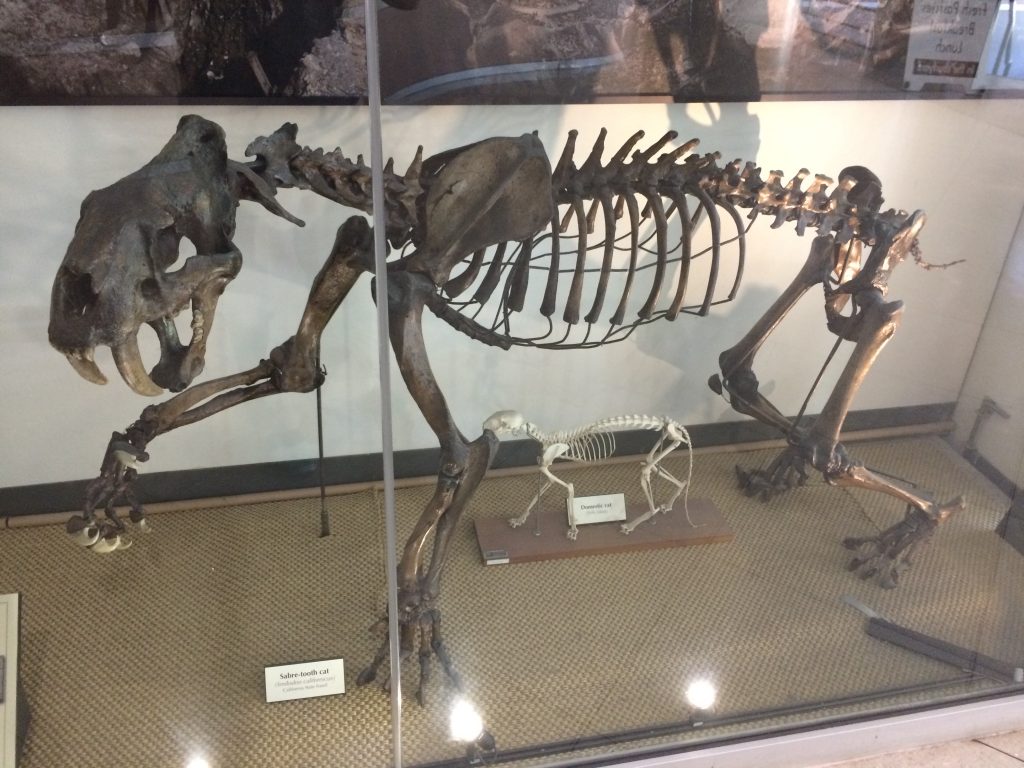 Sabertooth fossil at UC Berkeley