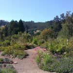 UC Botanical Garden_3