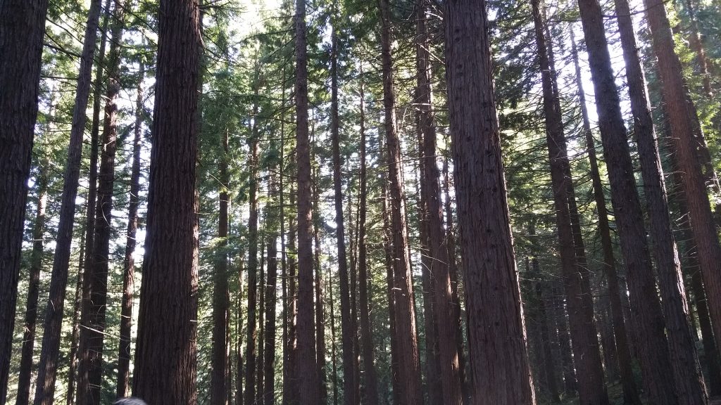 Concert in the Redwood Grove_3